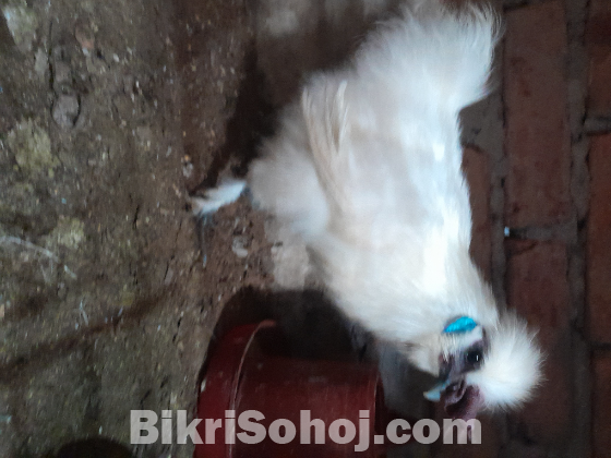 একটা সিল্কি মোরগ মোরগ বিক্রি করা হবে